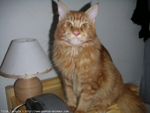 Photo de Maine coon