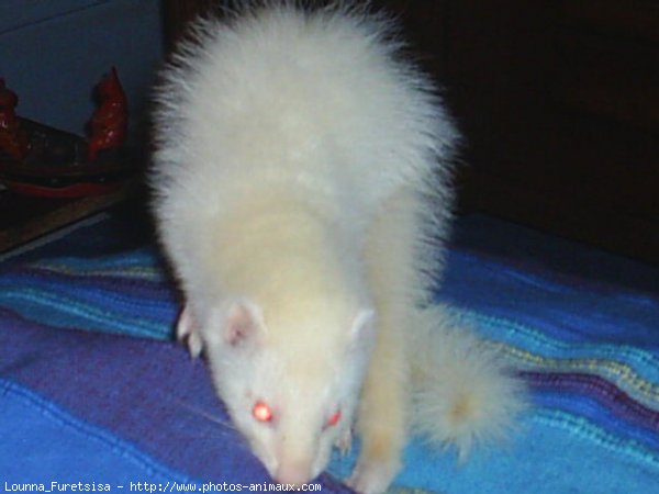 Photo de Furet