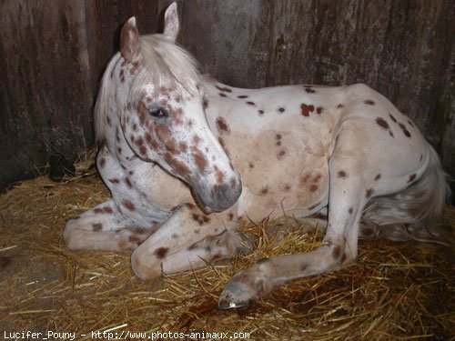 Photo d'Appaloosa