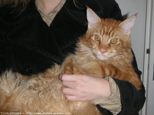 Photo de Maine coon