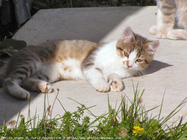 Photo de Chat domestique