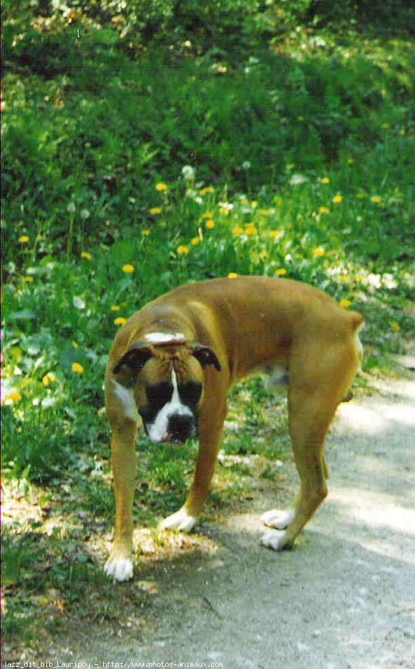 Photo de Boxer