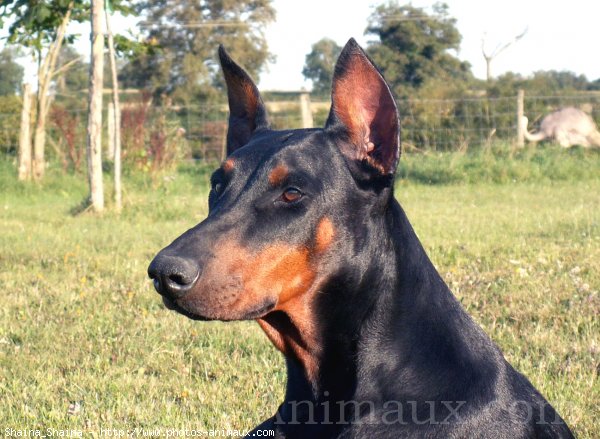 Photo de Dobermann