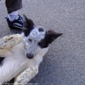 Photo de Border collie