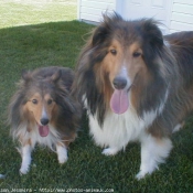 Photo de Chien de berger des shetland