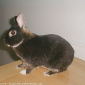 Photo de Lapin