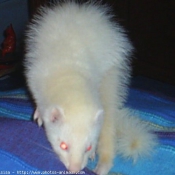 Photo de Furet