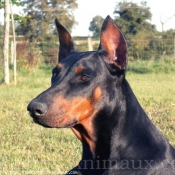 Photo de Dobermann