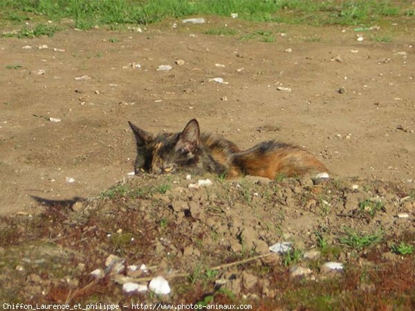 Photo de Chat domestique