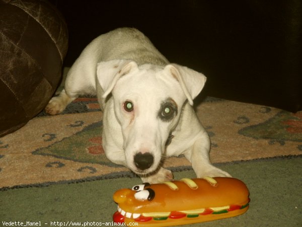 Photo de Jack russell terrier