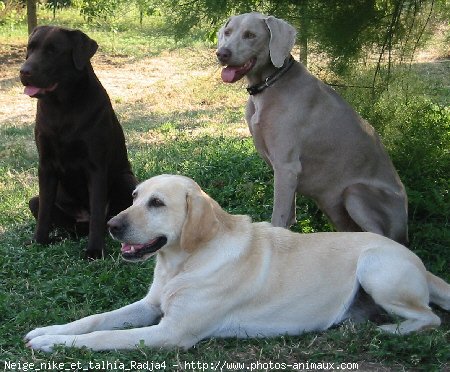 Photo de Races diffrentes