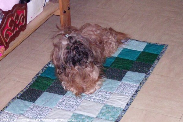 Photo de Shih tzu