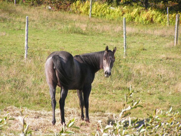 Photo de Quarter horse