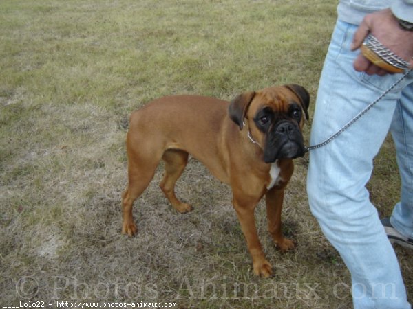 Photo de Boxer