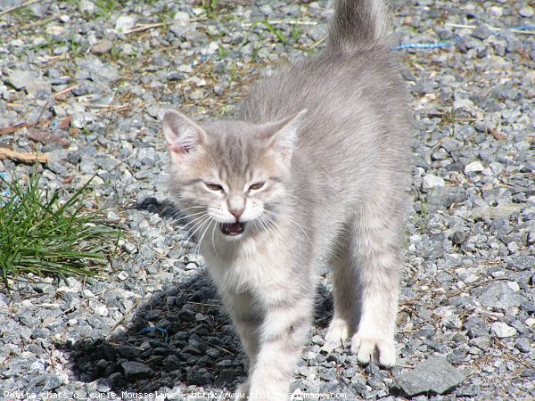 Photo de Chat domestique