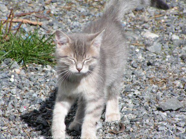 Photo de Chat domestique