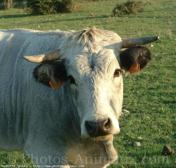 Photo de Vache