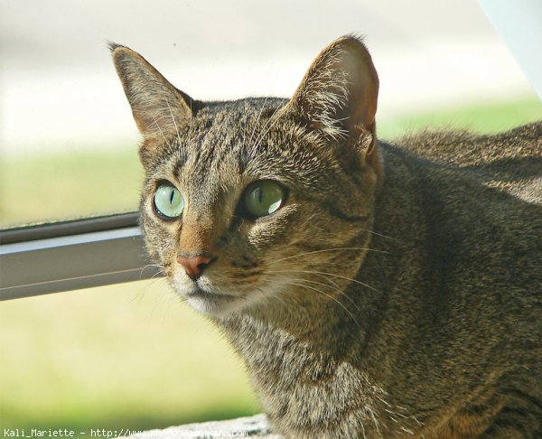 Photo d'Ocicat