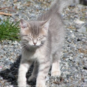 Photo de Chat domestique