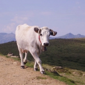 Photo de Vache