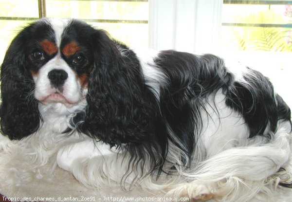 Photo de Cavalier king charles spaniel