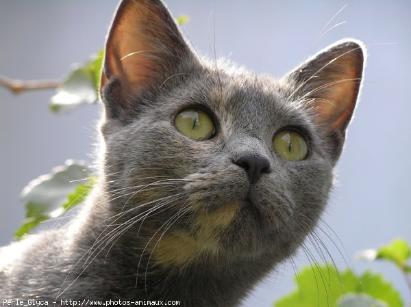 Photo de Chat domestique