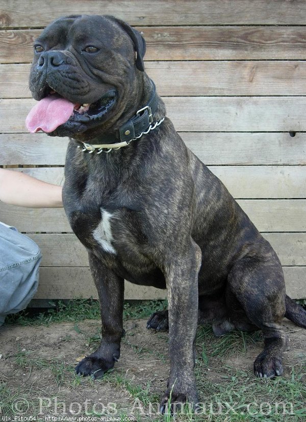 Photo de Bullmastiff