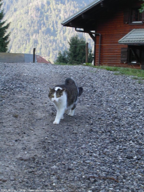 Photo de Chat domestique