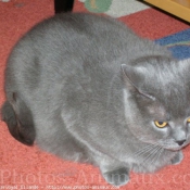 Photo de Chartreux