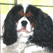 Photo de Cavalier king charles spaniel