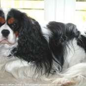 Photo de Cavalier king charles spaniel