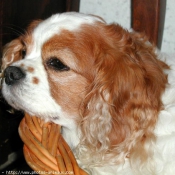 Photo de Cavalier king charles spaniel