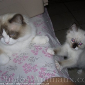 Photo de Ragdoll