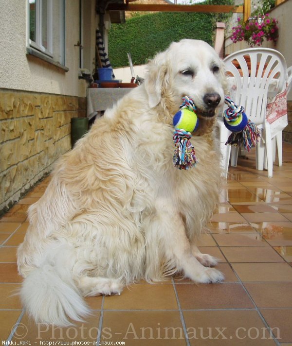 Photo de Golden retriever