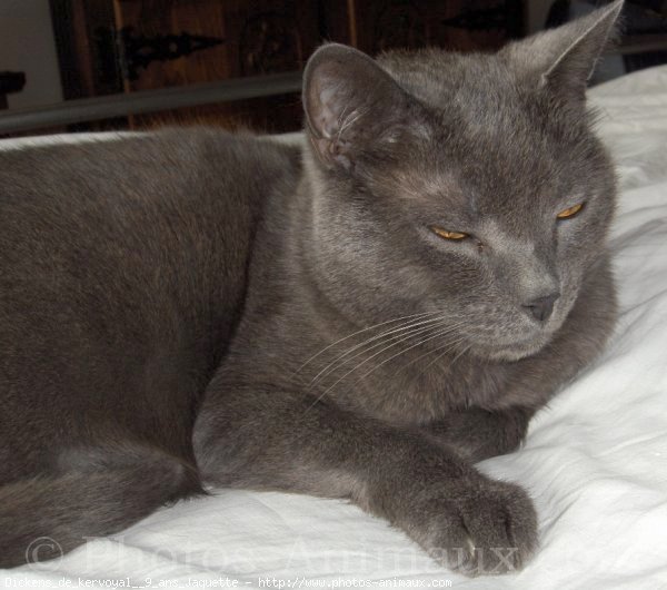 Photo de Chartreux