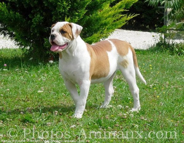 Photo de Bulldog americain