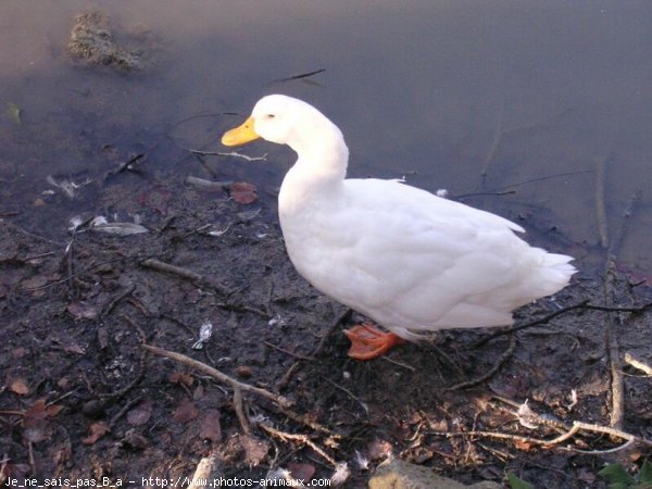 Photo de Canard