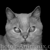 Photo de British shorthair