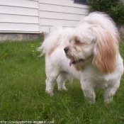 Photo de Lhassa apso