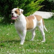 Photo de Bulldog americain