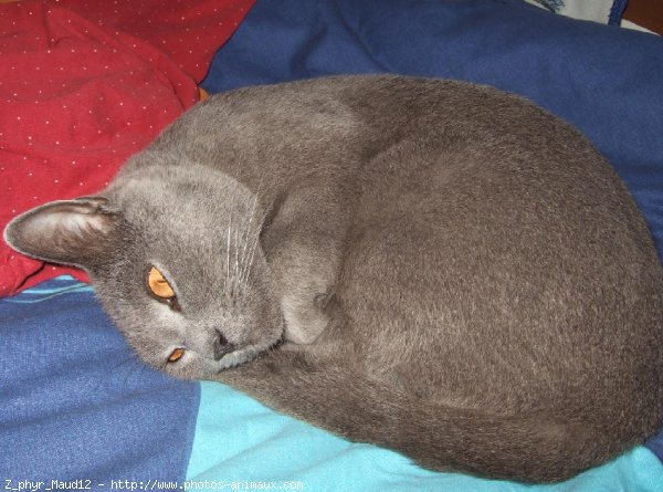 Photo de Chartreux