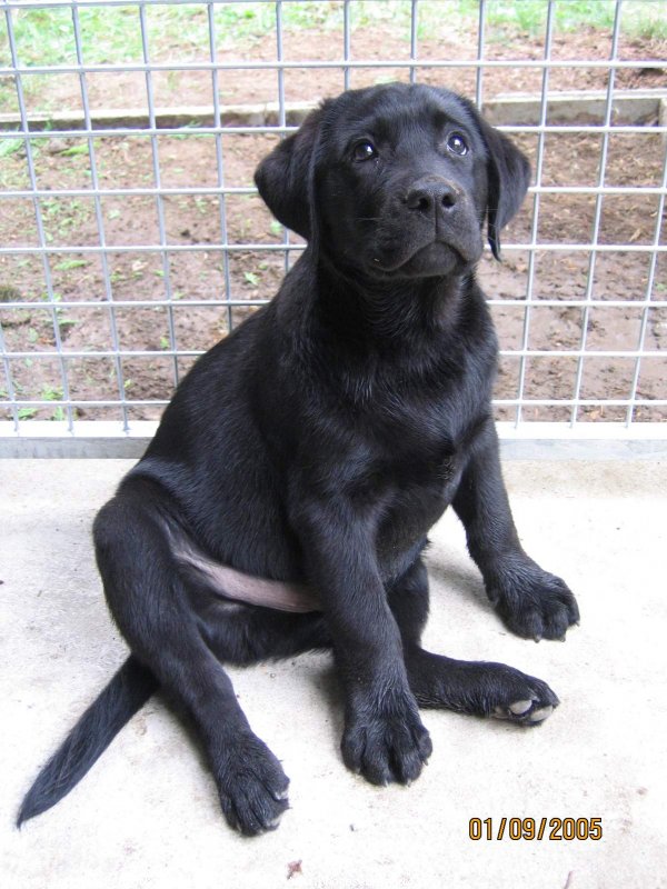 Photo de Labrador retriever