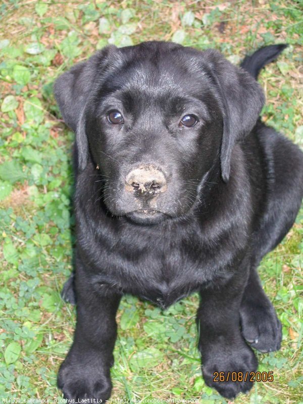 Photo de Labrador retriever