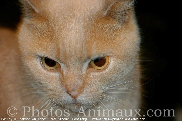 Photo de British shorthair