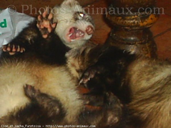 Photo de Furet