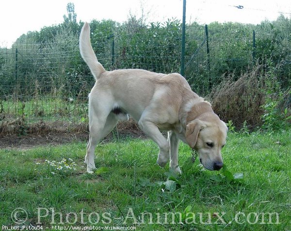 Photo de Labrador retriever