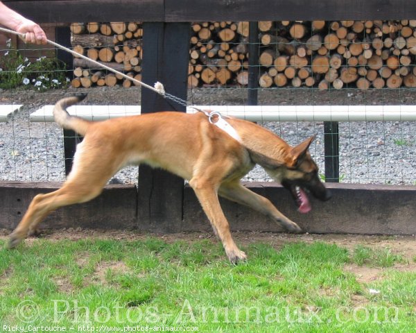 Photo de Berger belge malinois