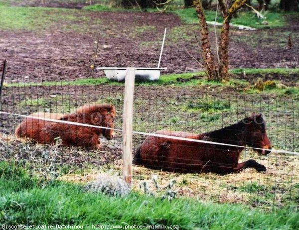 Photo de Races diffrentes