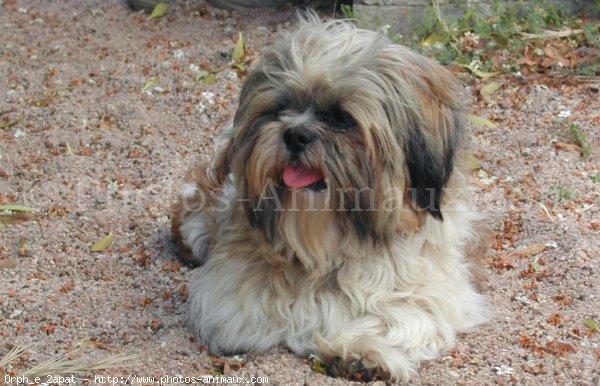 Photo de Shih tzu