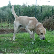 Photo de Labrador retriever